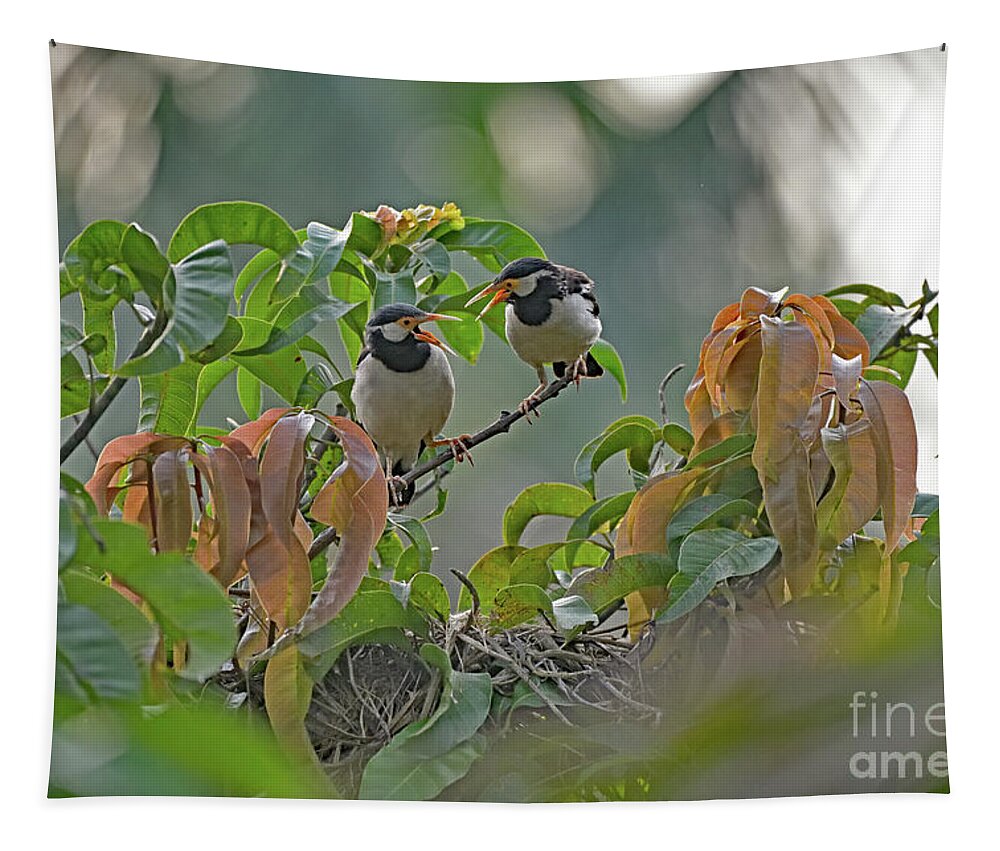 Gracupica Contra Tapestry featuring the photograph Pied Myna Chicks by Amazing Action Photo Video