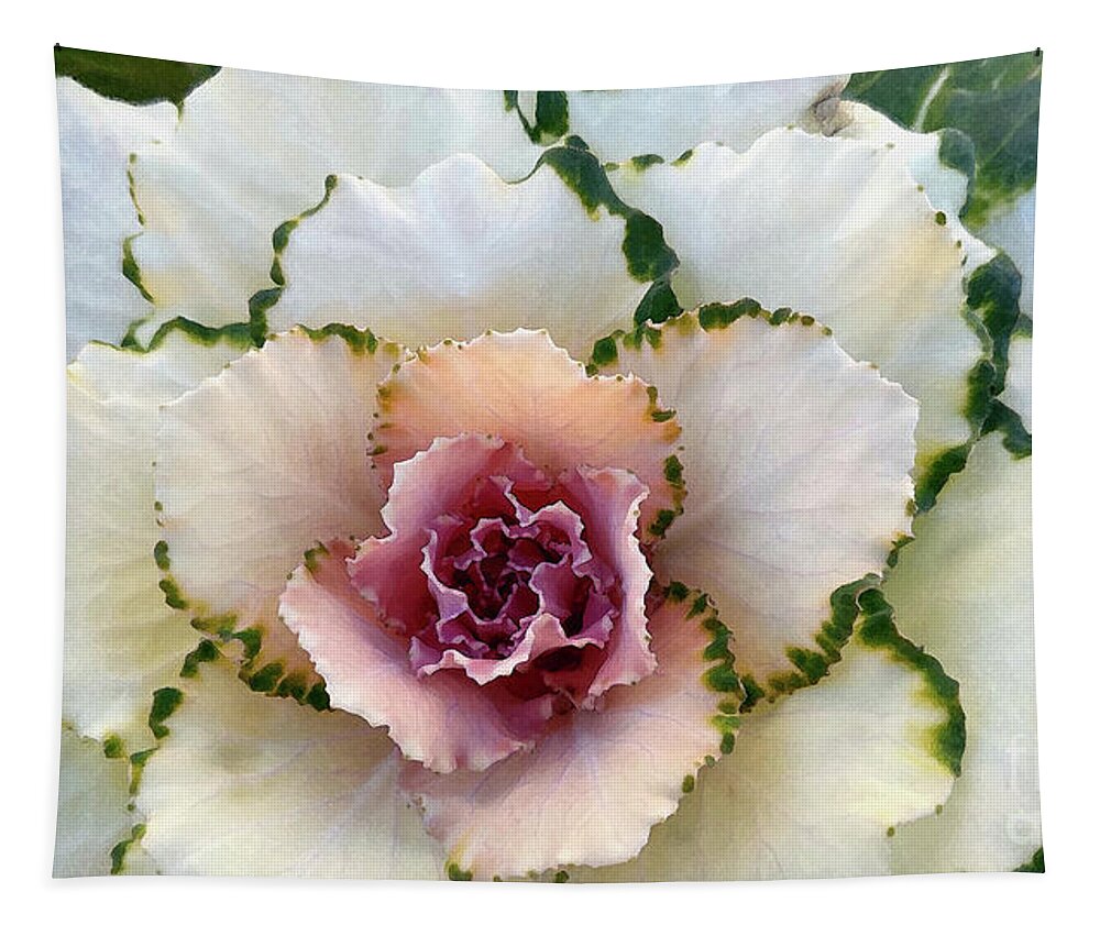 Ornamental Cabbage Tapestry featuring the photograph Pigeon White by Amy Dundon