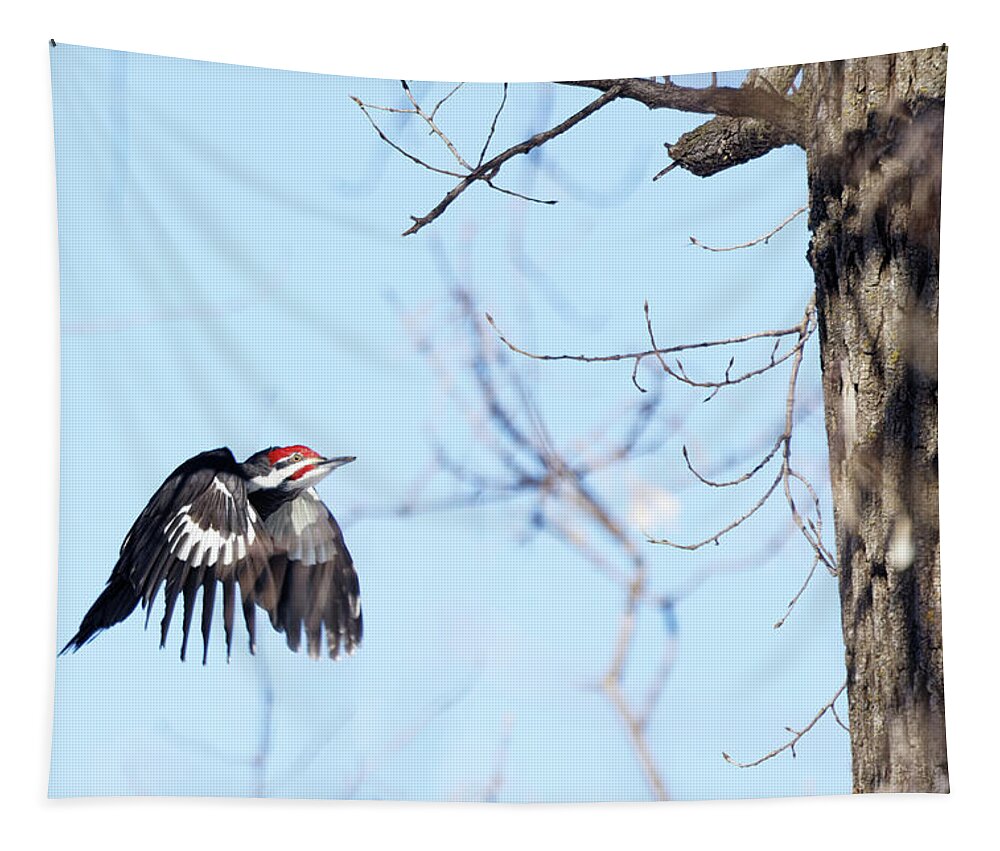 Woodpecker Tapestry featuring the photograph Pileated in Flight by Natural Focal Point Photography