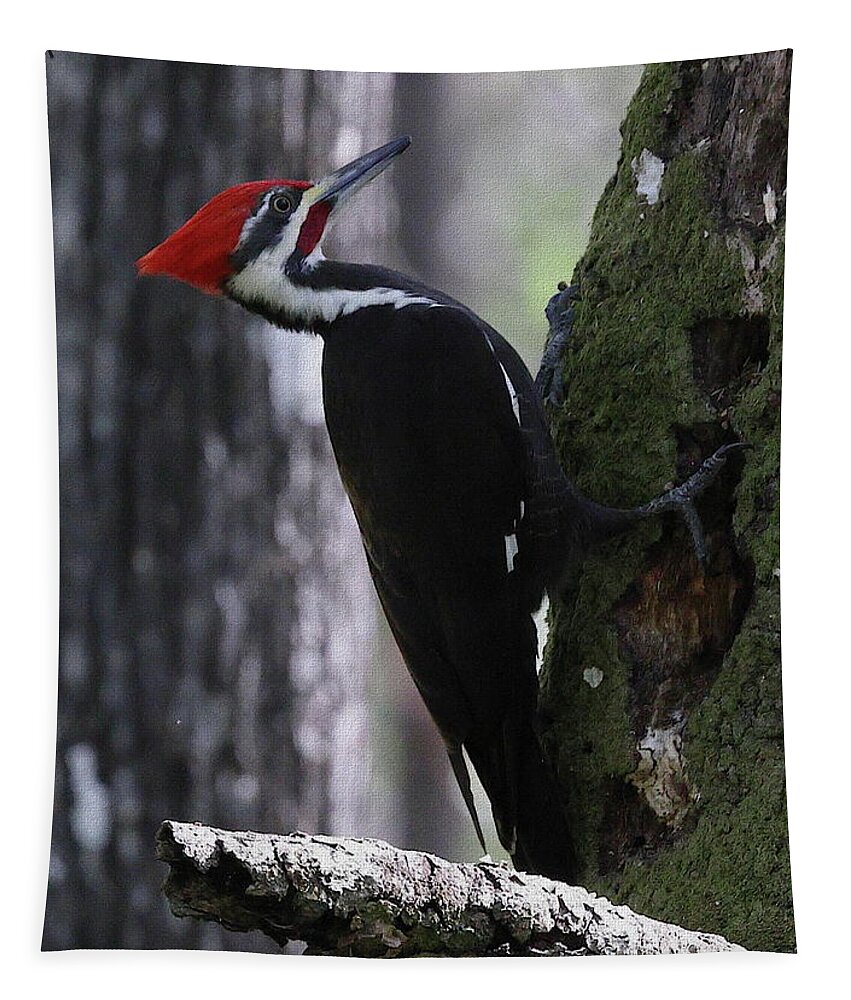 Pileated Woodpecker Tapestry featuring the photograph Pileated Woodpecker 4 by Mingming Jiang