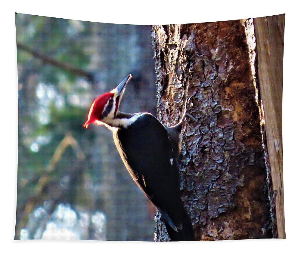 Birds Tapestry featuring the photograph Pileated Woodpecker at Rancocas Nature Preserve by Linda Stern