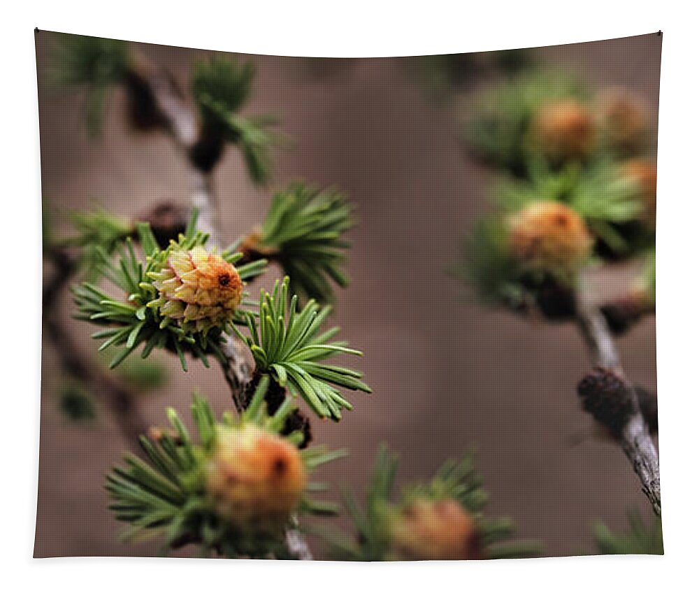 Tree Tapestry featuring the photograph Pine cones by M Fotograaf