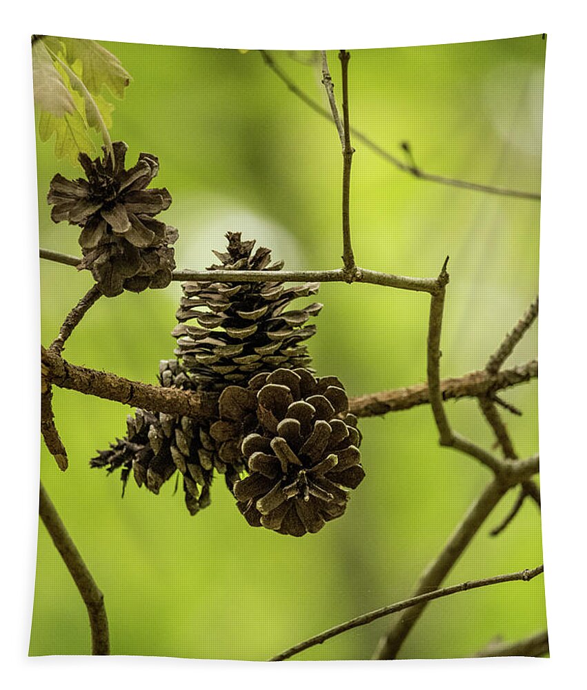 Cone Tapestry featuring the photograph Pine Cones by Rick Nelson