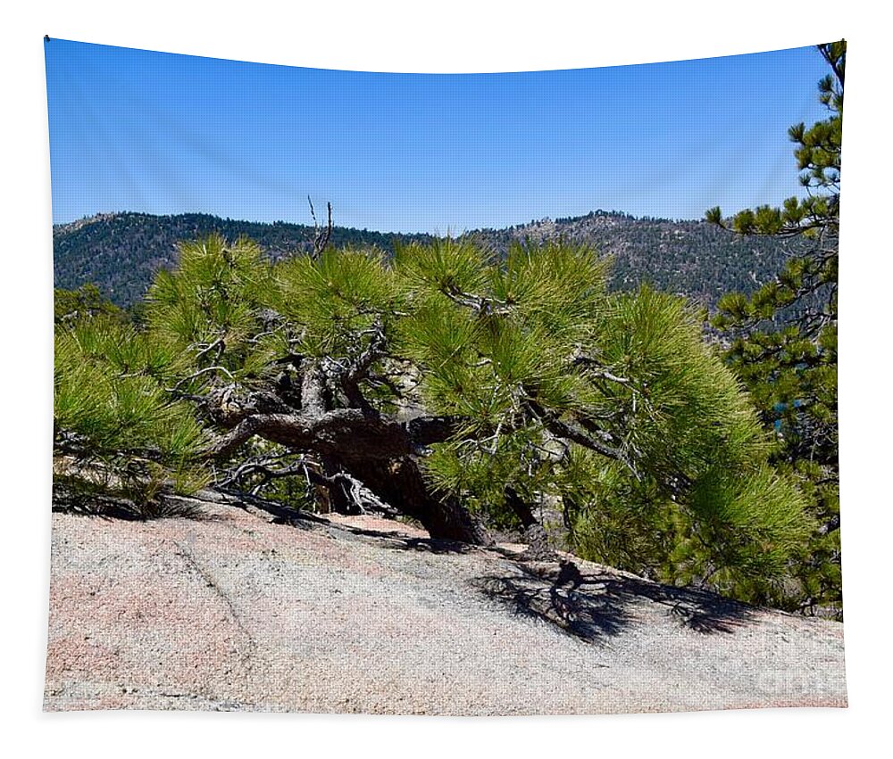 Pine Tree Tapestry featuring the photograph Pine in Rock by Melissa OGara