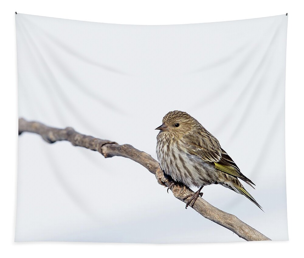Pine Siskin Tapestry featuring the photograph Pine Siskin by Jan Luit