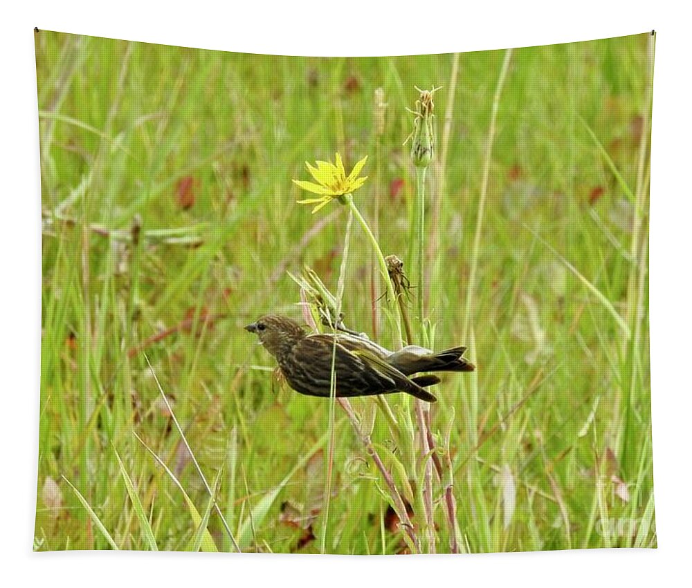 Pine Siskin Tapestry featuring the photograph Pine Siskin by Nicola Finch