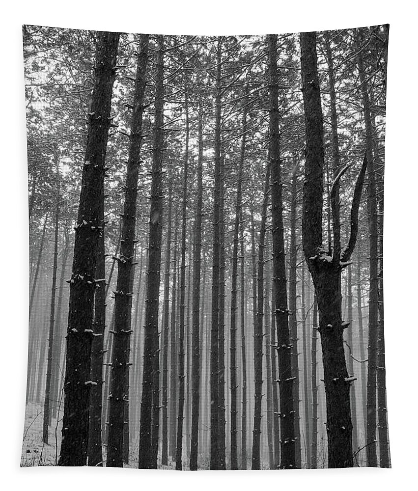 Black And White Tapestry featuring the photograph Pine Tree Forest by Crystal Wightman