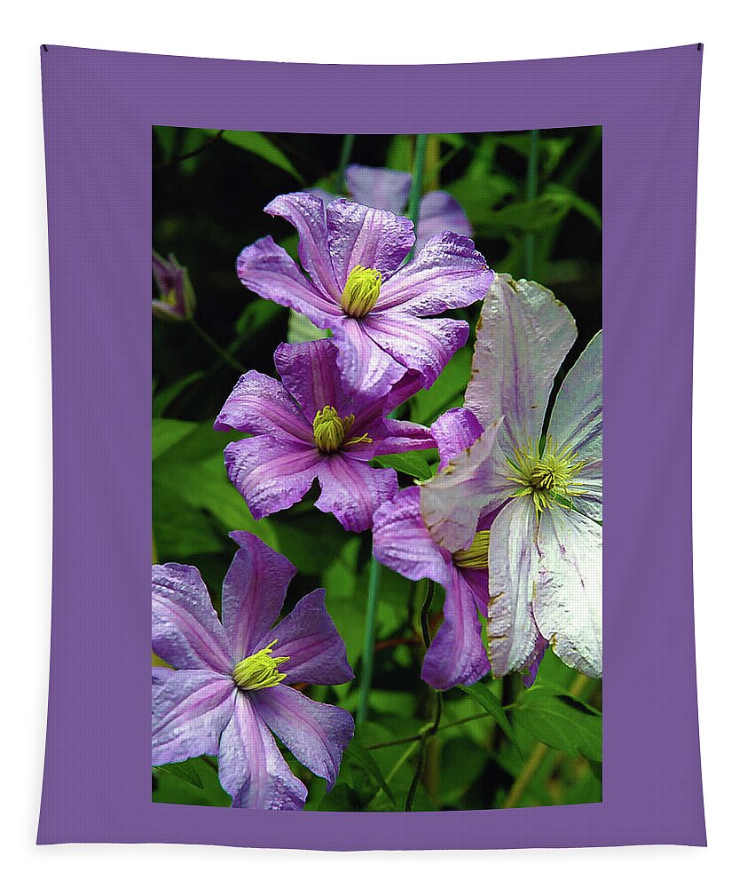 Clematis Tapestry featuring the photograph Pink and white Clematis Flowers Photograph by Louis Dallara