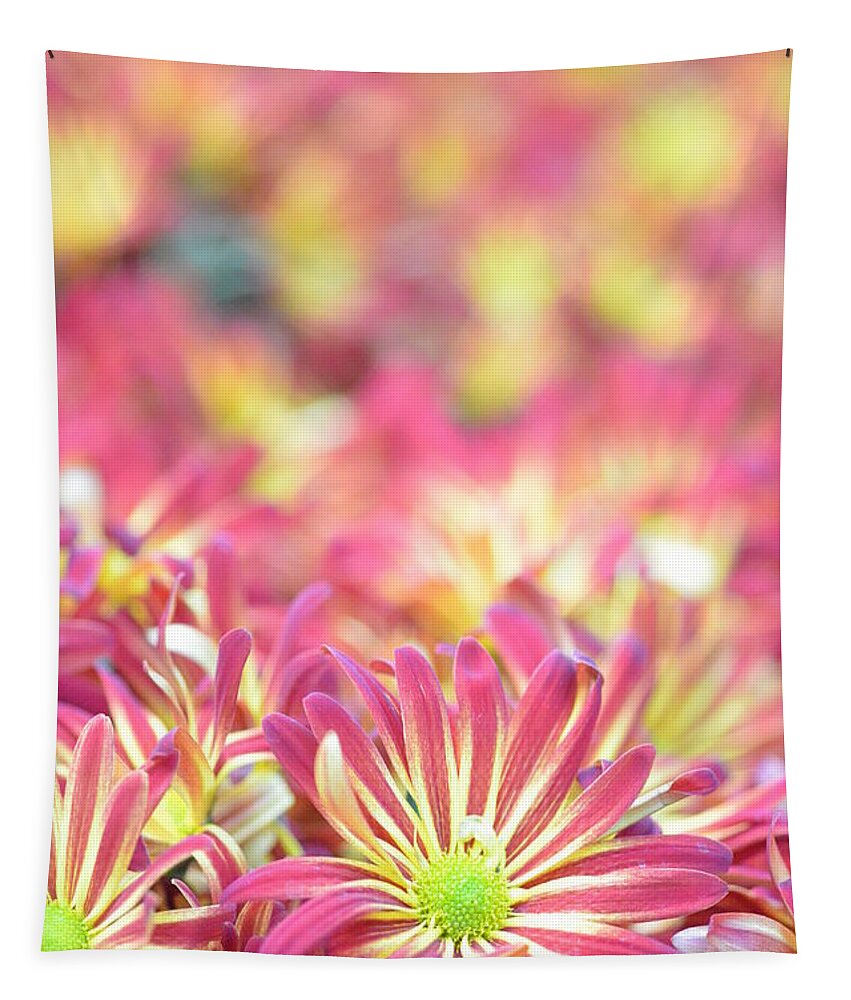 Daisy Tapestry featuring the photograph Pink and Yellow Daisies 1 by Amy Fose