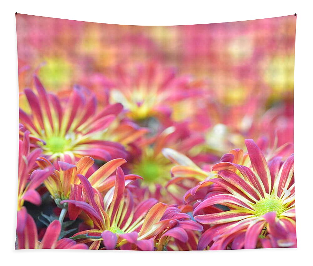 Daisy Tapestry featuring the photograph Pink and Yellow Daisies 2 by Amy Fose