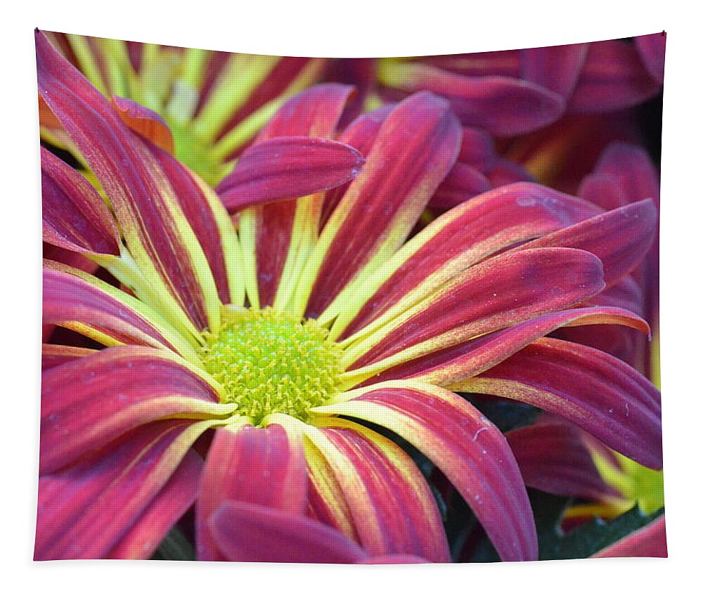 Daisy Tapestry featuring the photograph Pink and Yellow Daisy 1 by Amy Fose