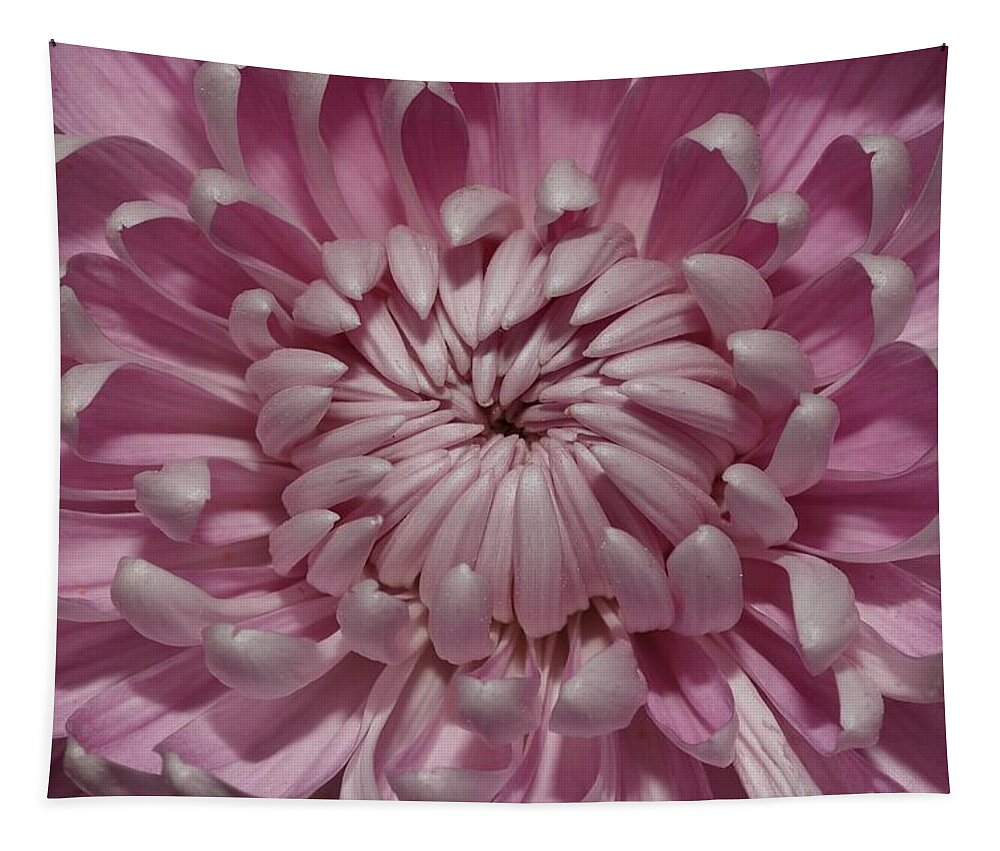 Chrysanthemum Tapestry featuring the photograph Pink Chrysanthemum 3 by Mingming Jiang