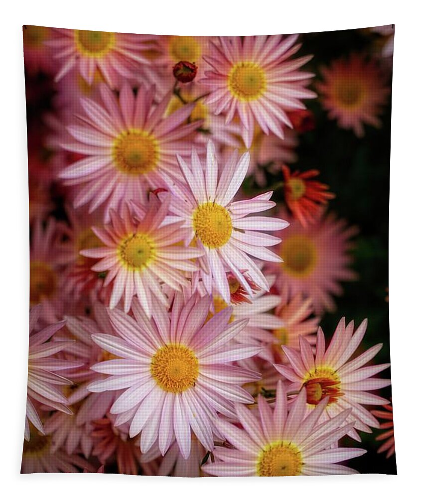 Daisy Tapestry featuring the photograph Pink Daisy flowers macro by Lilia S