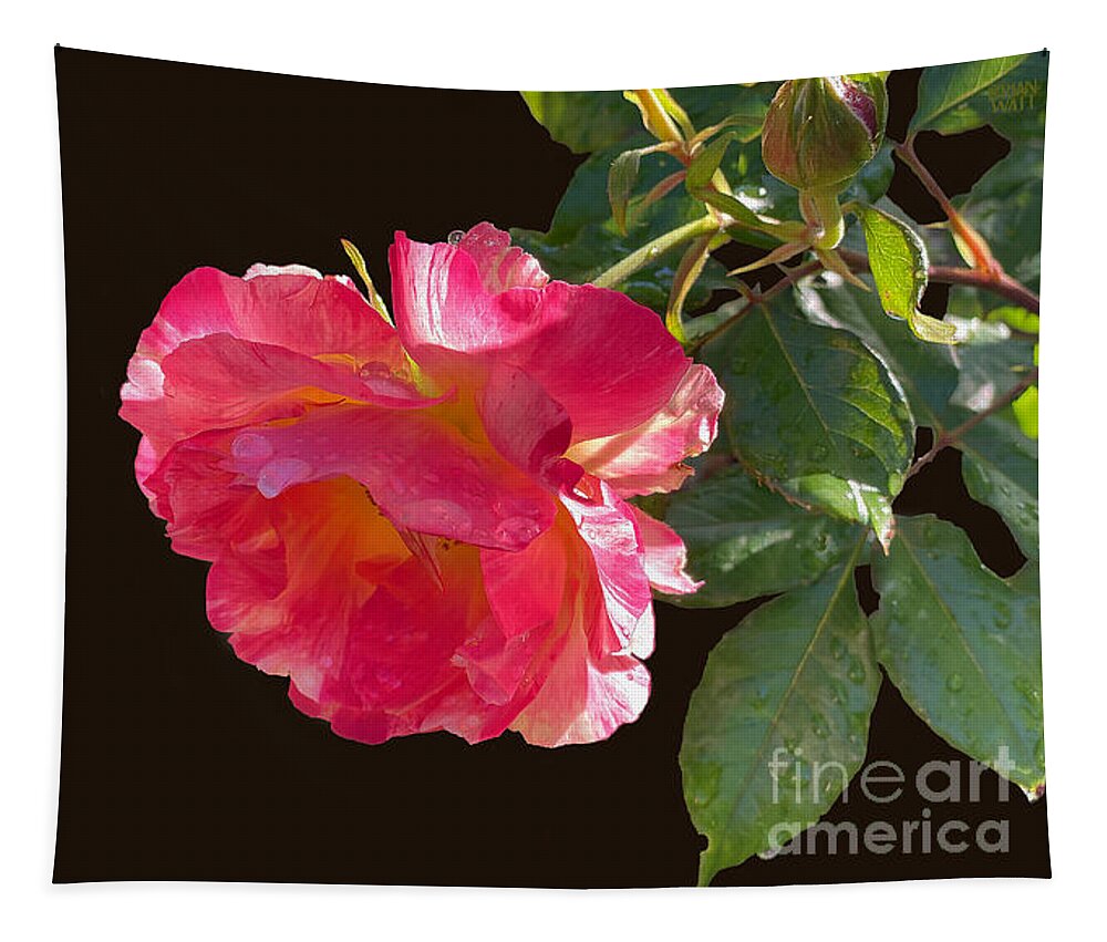 Roses Tapestry featuring the photograph Pink Disney Rose out of black by Brian Watt