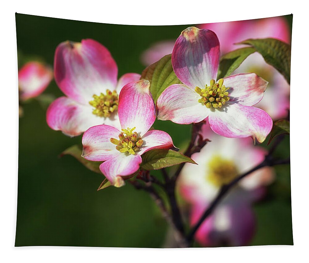 Pink Dogwood Tapestry featuring the photograph Pink Dogwood Blossoms by Susan Rissi Tregoning