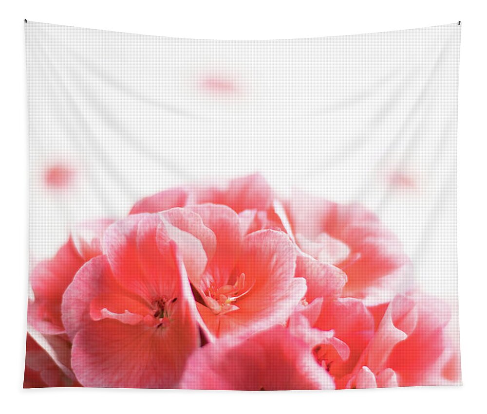 Background Tapestry featuring the photograph Pink geranium flower head on a White background by Cristina Stefan