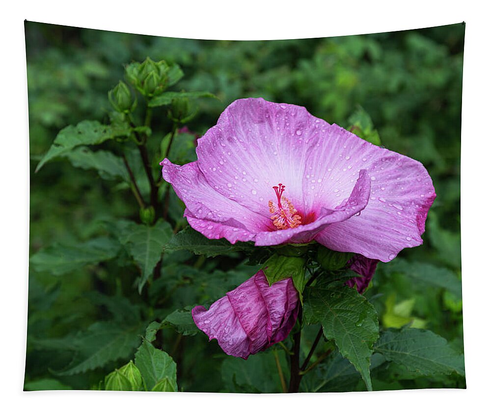 Hibiscus Rosa-sinensis Tapestry featuring the photograph Pink Hibiscus 4-2021 by Thomas Young