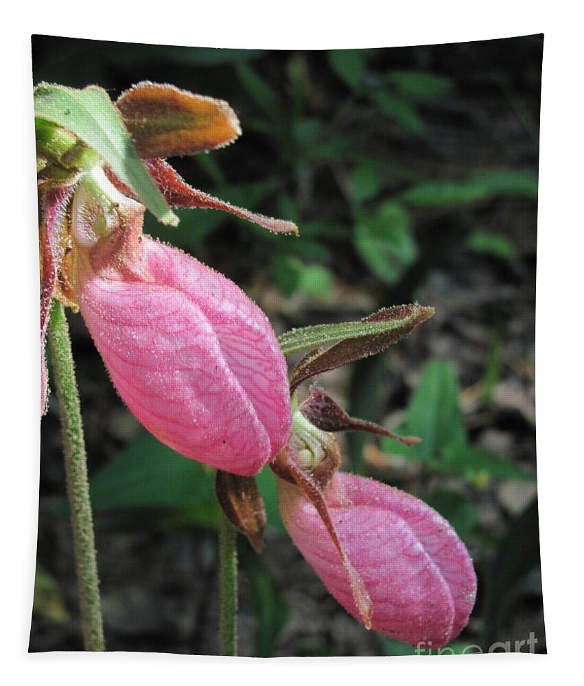 Lady Slippers Tapestry featuring the photograph Pink Lady Slippers by Anita Adams