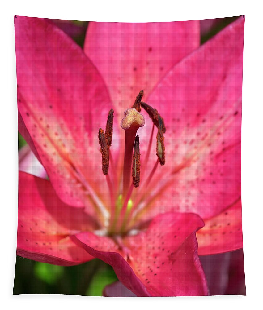 Flower Tapestry featuring the photograph Pink Longiflorum-Asiatic Lily by Dawn Cavalieri