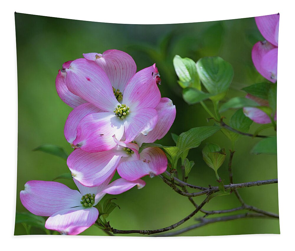 Flower Tapestry featuring the photograph Pink Dogwood by Bruce Pritchett