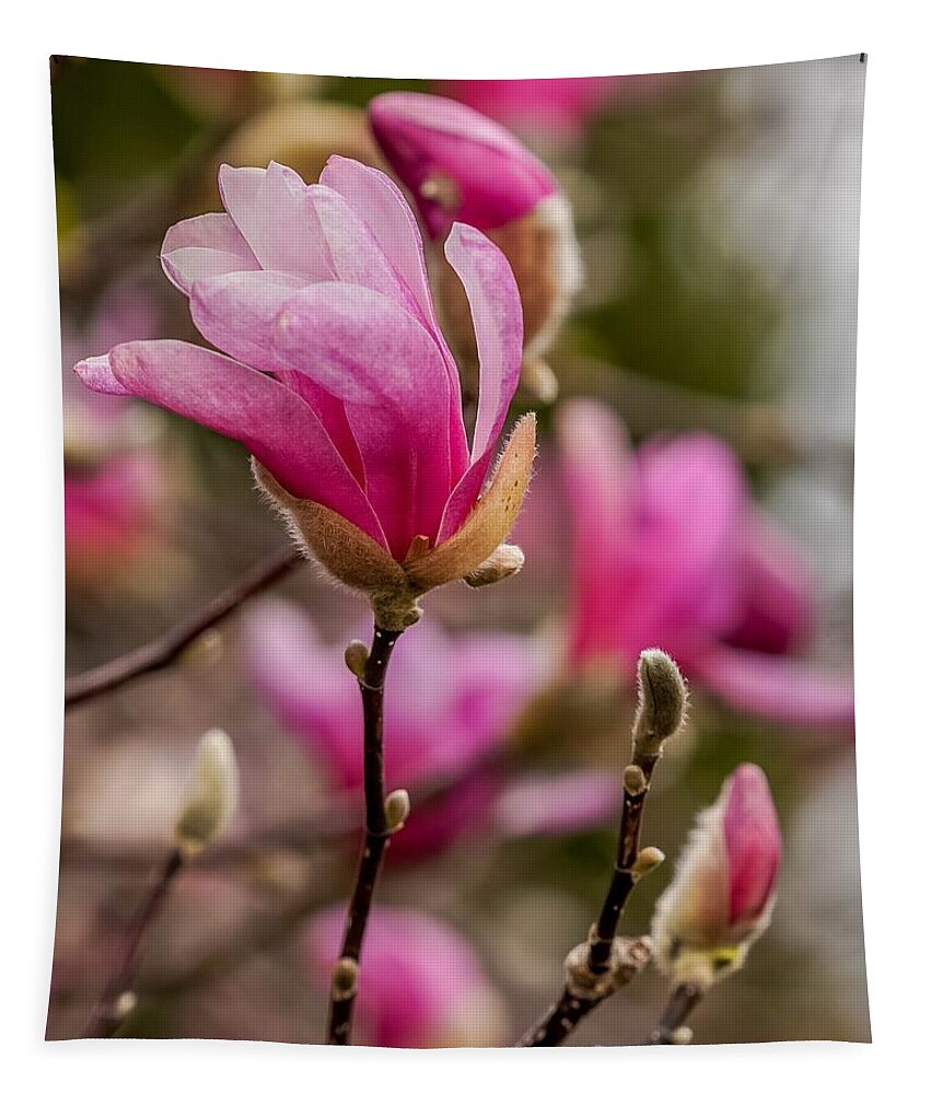 Spring Tapestry featuring the photograph Pink Magnolias by Susan Rydberg