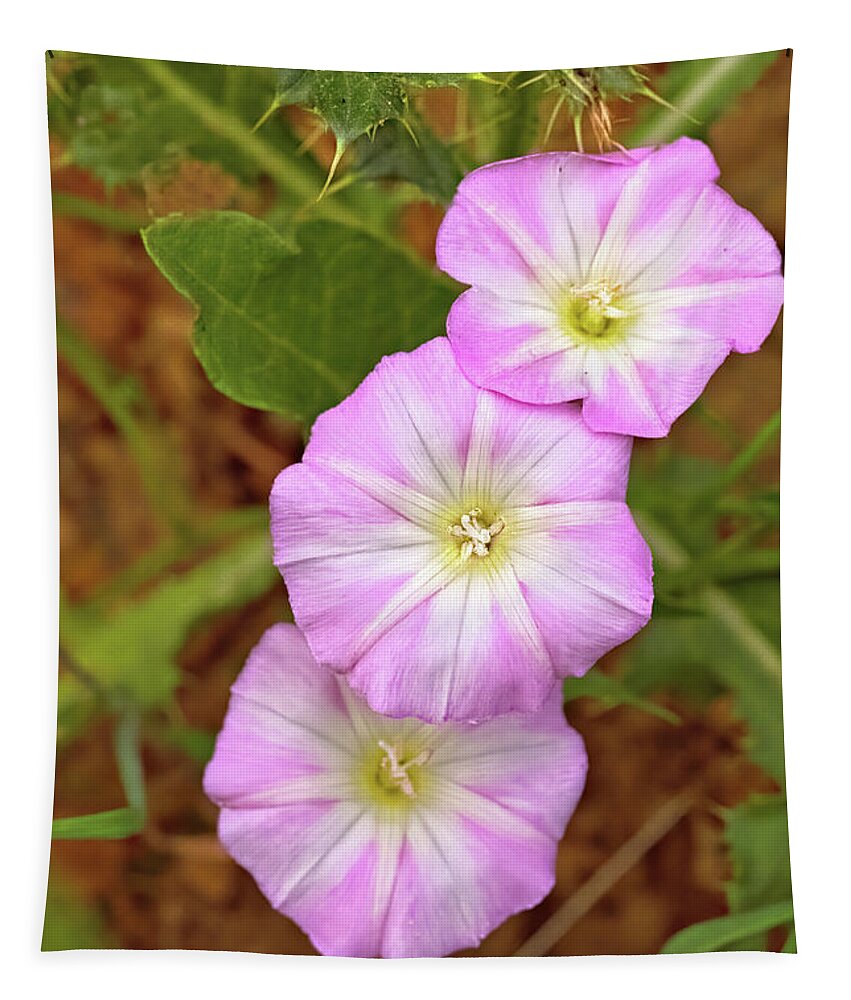 Flowers Tapestry featuring the photograph Pink Morning Glories by Bob Falcone