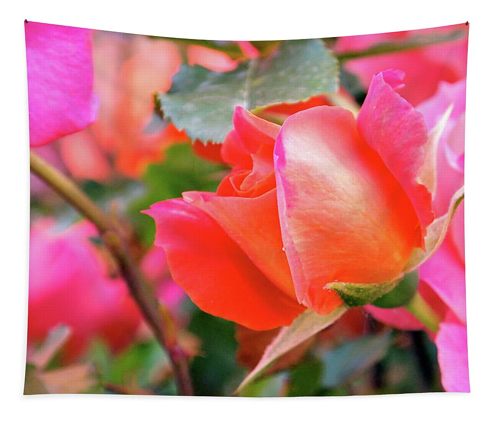 Rose Tapestry featuring the photograph Pink Orange Hybrid by Rona Black
