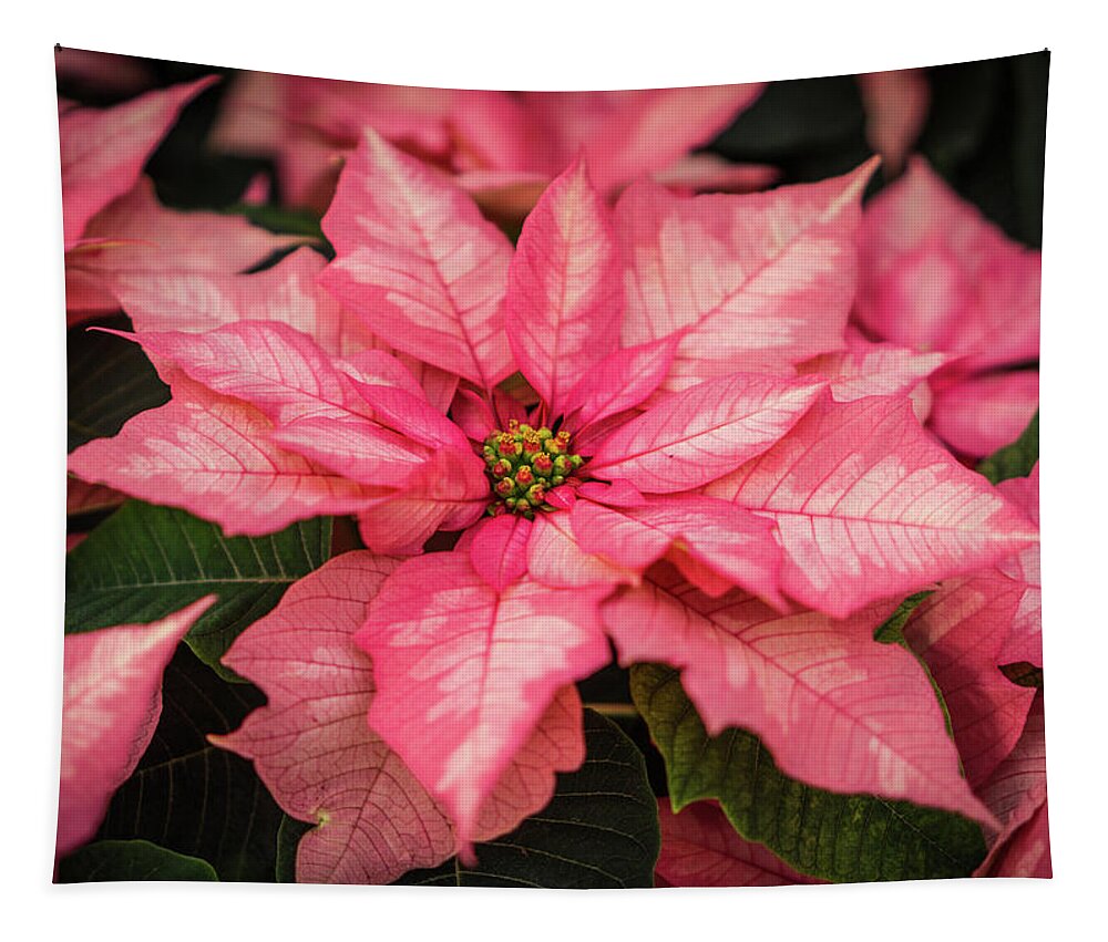 Poinsettia Tapestry featuring the photograph Pink Poinsettia Closeup by Ann Moore