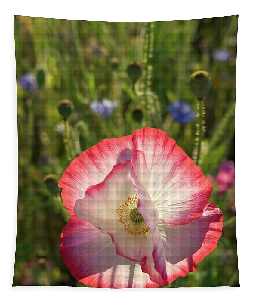 Poppy Tapestry featuring the photograph Poppy blossom in the sunlight by Adriana Mueller