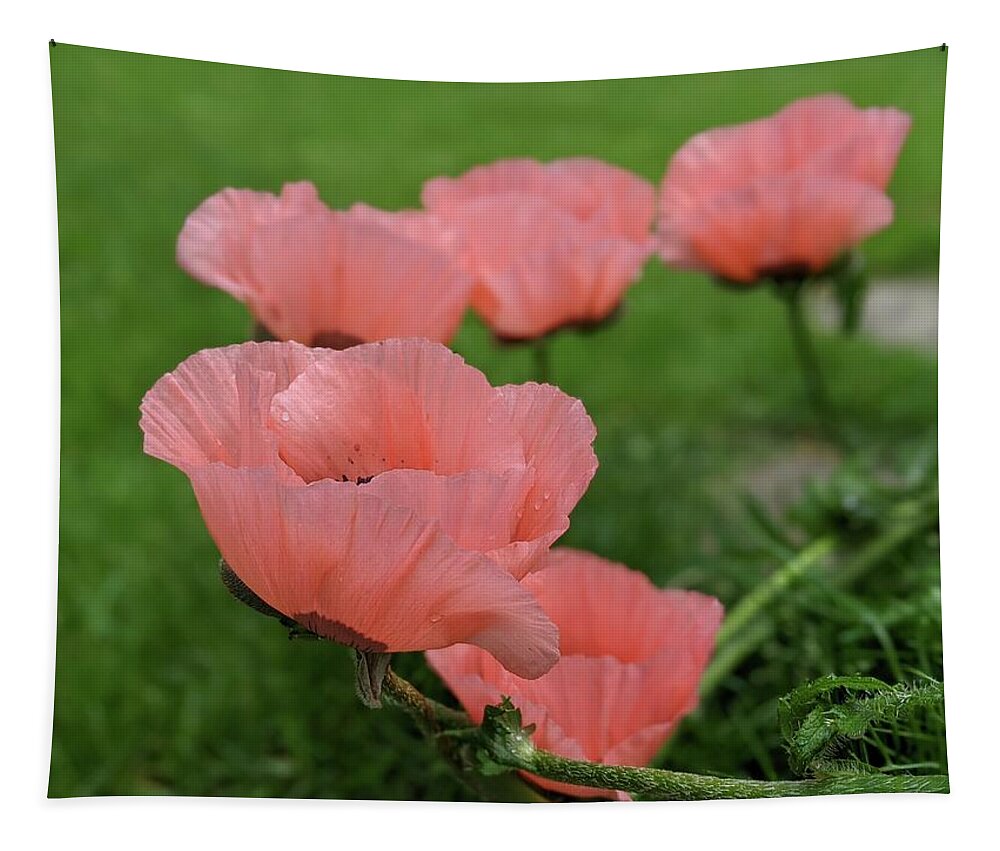 Poppy Tapestry featuring the photograph Pink poppy parade by Lisa Mutch