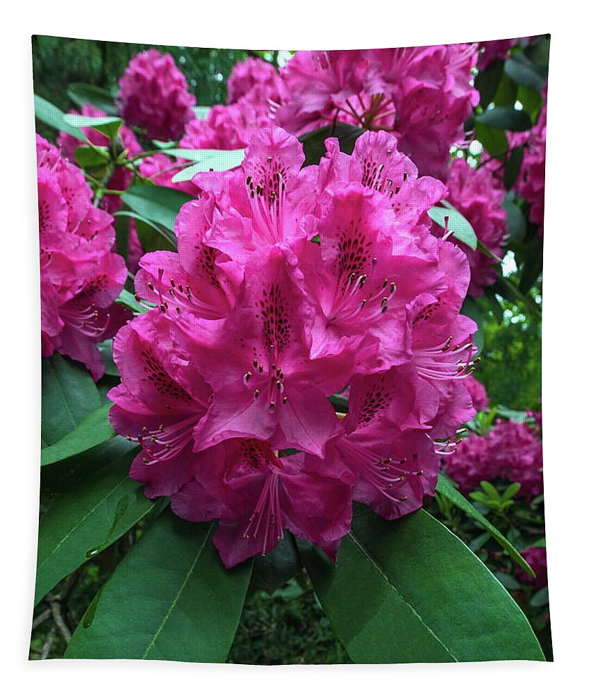 Alex Lyubar Tapestry featuring the photograph Pink Rhododendron Dopey by Alex Lyubar