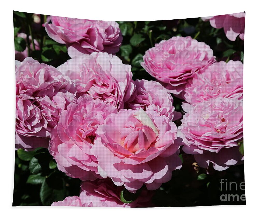 Roses Tapestry featuring the photograph Pink Rose Cluster by Carol Groenen
