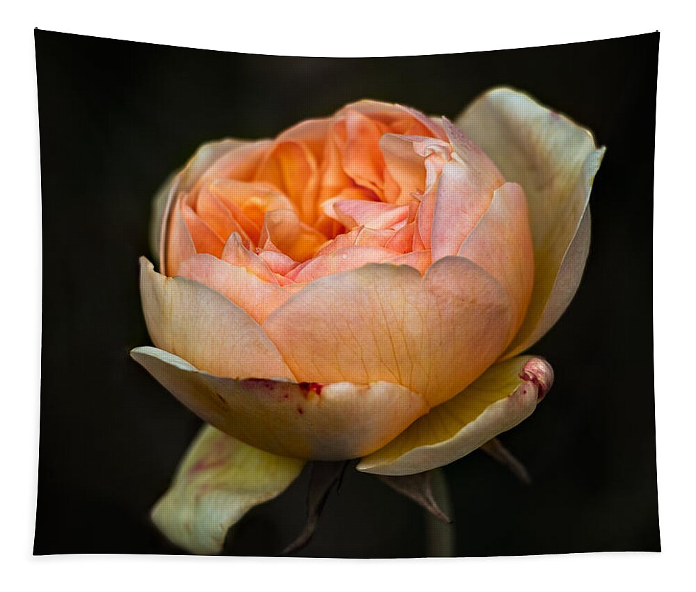 Pink Tapestry featuring the photograph Pink Rose Portrait by Carrie Hannigan