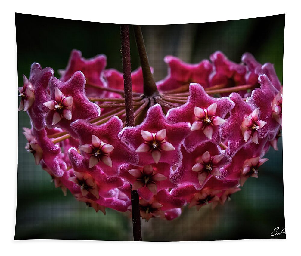 Pink Tapestry featuring the photograph Pink Silver Porcelain Flower by Steven Sparks