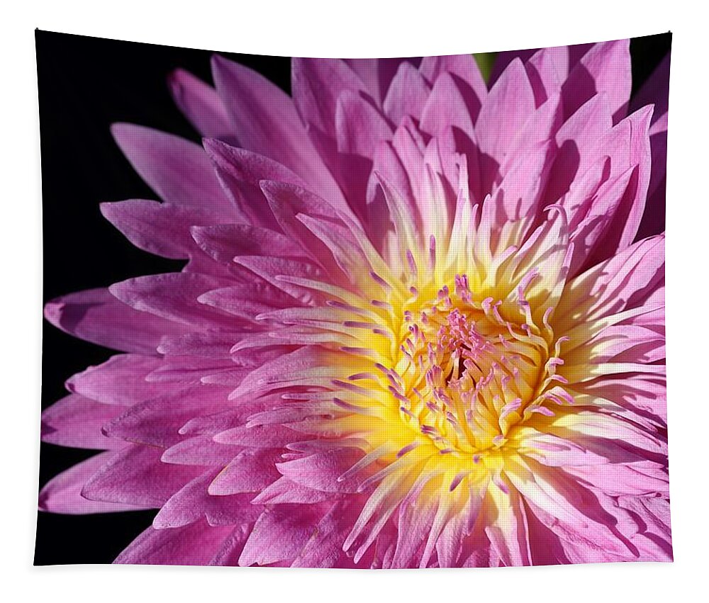 Water Lily Tapestry featuring the photograph Pink Splendor by Mingming Jiang