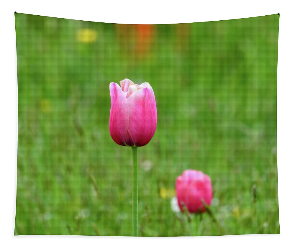 Tulip Tapestry featuring the photograph Pink Tulip by Andrew Lalchan