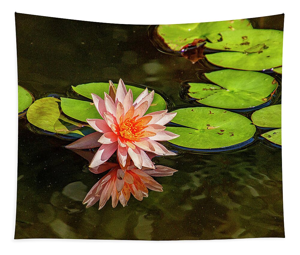 Lily Tapestry featuring the photograph Pink Water Lily by Bill Barber