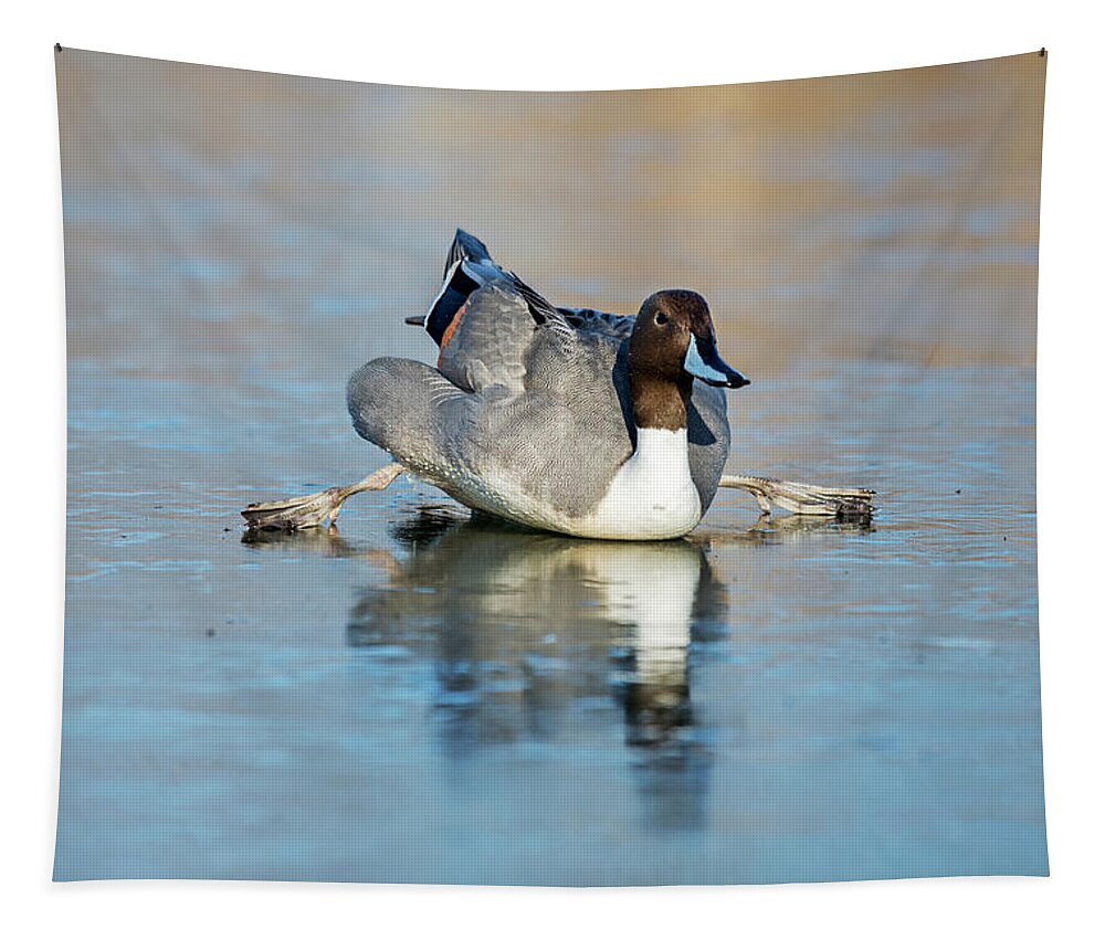 Pintail Tapestry featuring the photograph Pintail Spitz by Terry Dadswell