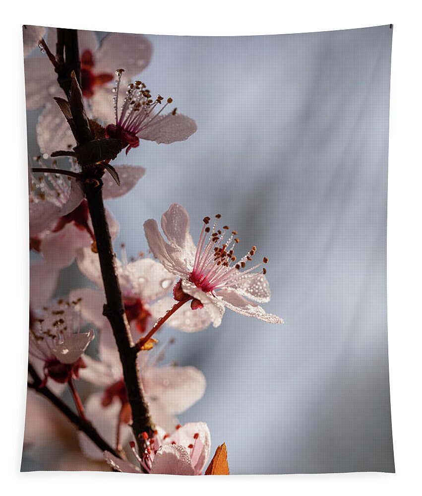 Blossoms Tapestry featuring the photograph Plum Blossoms by Rachel Morrison