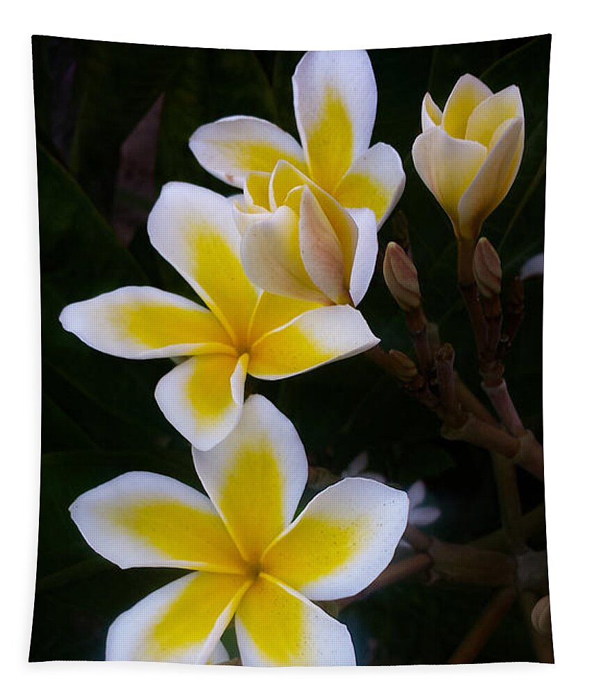 Plumeria Tapestry featuring the photograph Plumeria in Bloom by Bonny Puckett