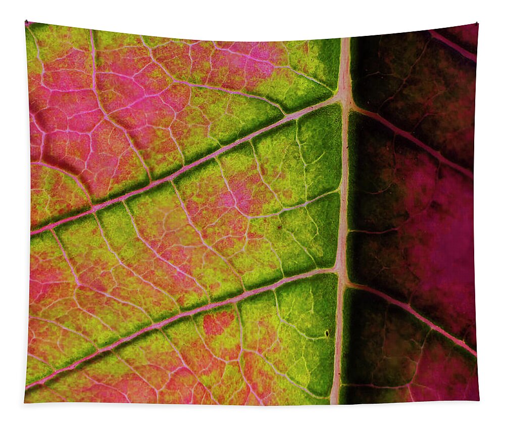 Artificial Light Tapestry featuring the photograph Poinsettia leaf closeup by Charles Floyd