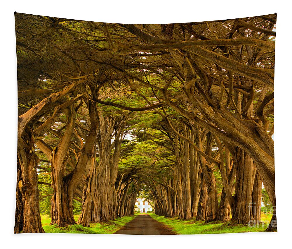 Point Reyes Tapestry featuring the photograph Point Reyes Golden Canopy by Adam Jewell
