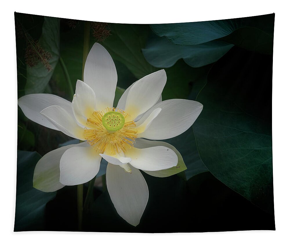 Floral Tapestry featuring the photograph Poised for perfection. by Usha Peddamatham