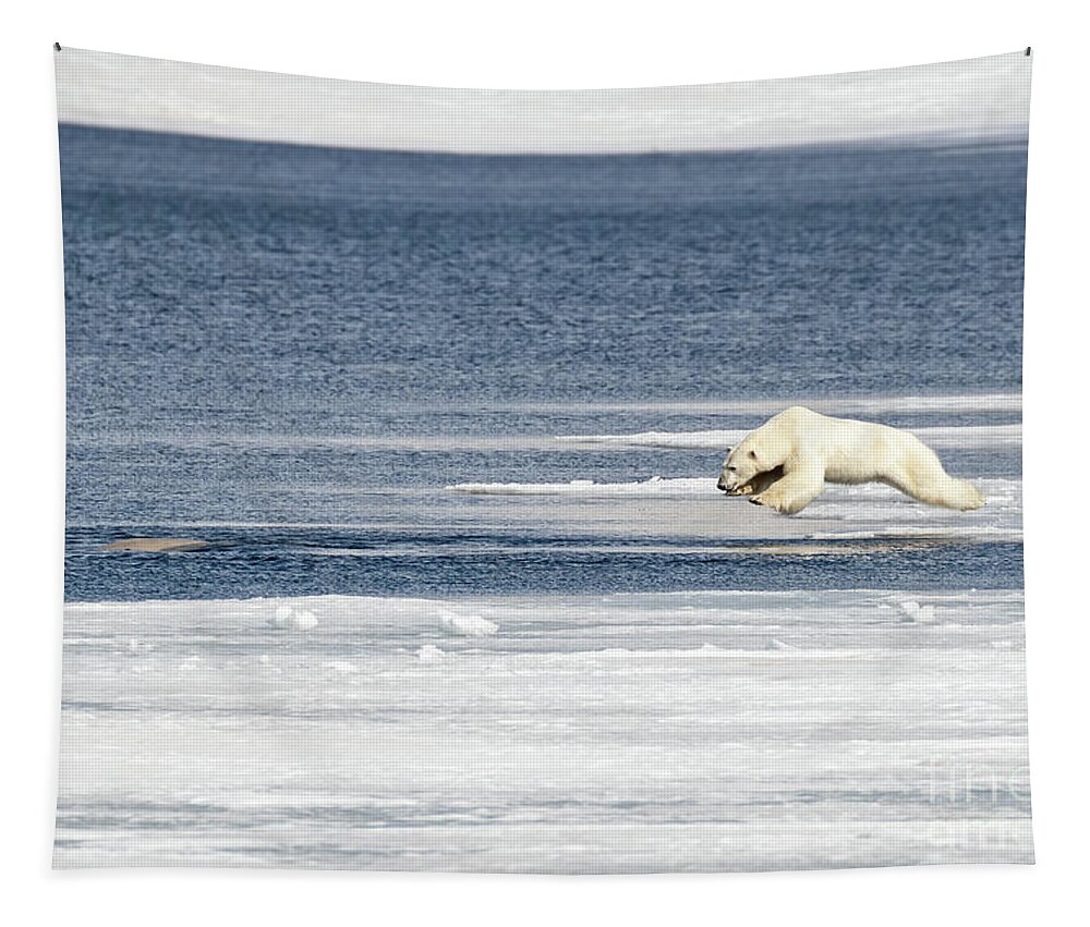 Polar Tapestry featuring the photograph Polar bear in mid air as he jumps from the ice into the Arctic ocean by Jane Rix