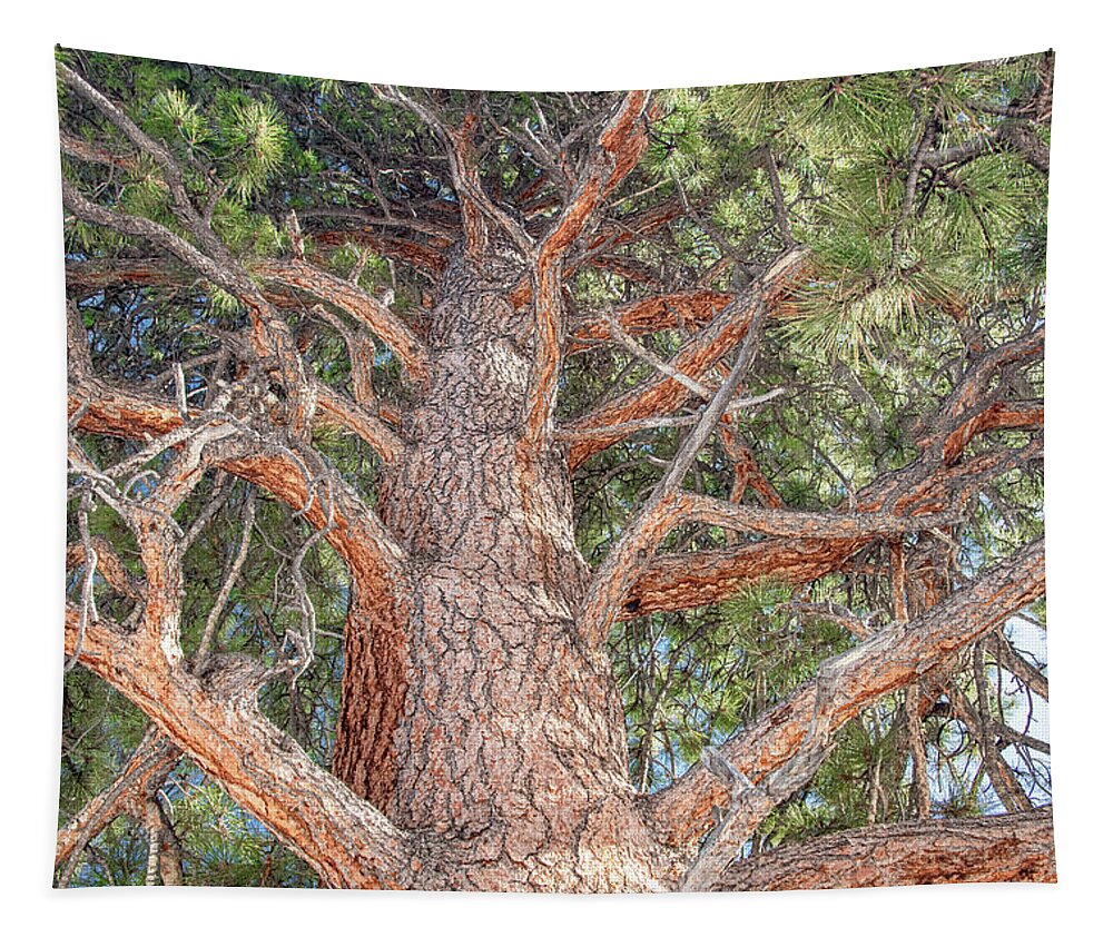 Ponderosa Pine Tapestry featuring the photograph Ponderosa Pine Perspective by Marcy Wielfaert
