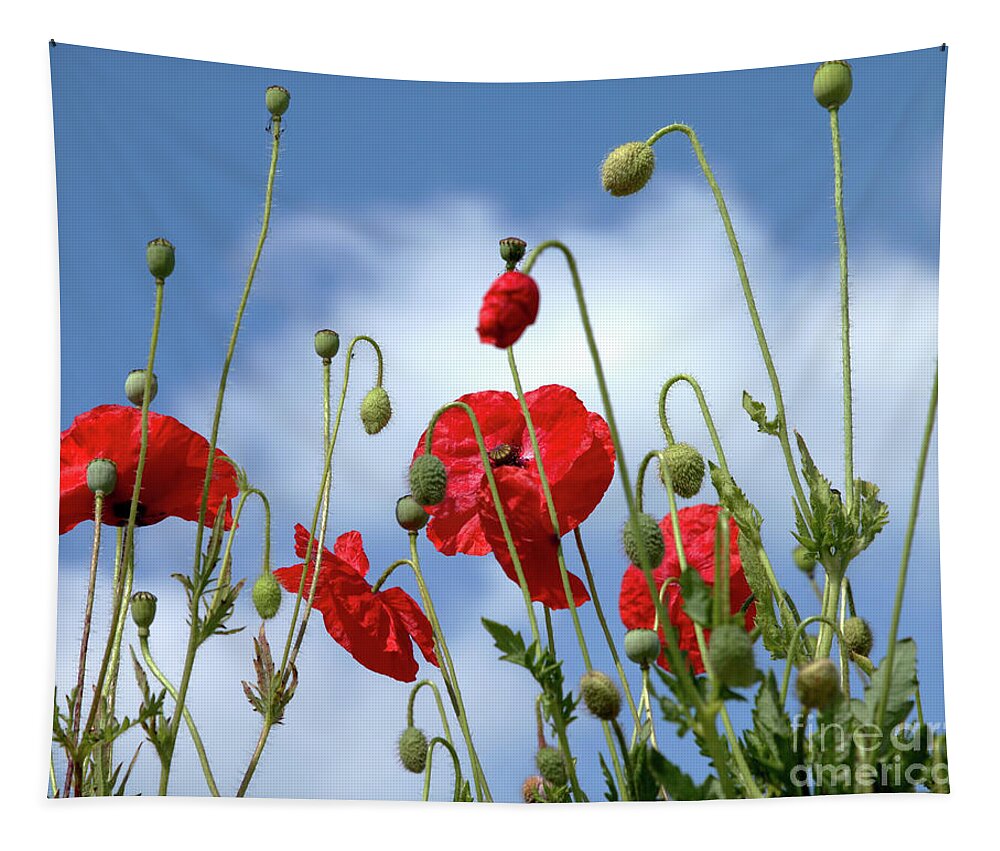 Poppies Tapestry featuring the photograph Poppy Art by Baggieoldboy