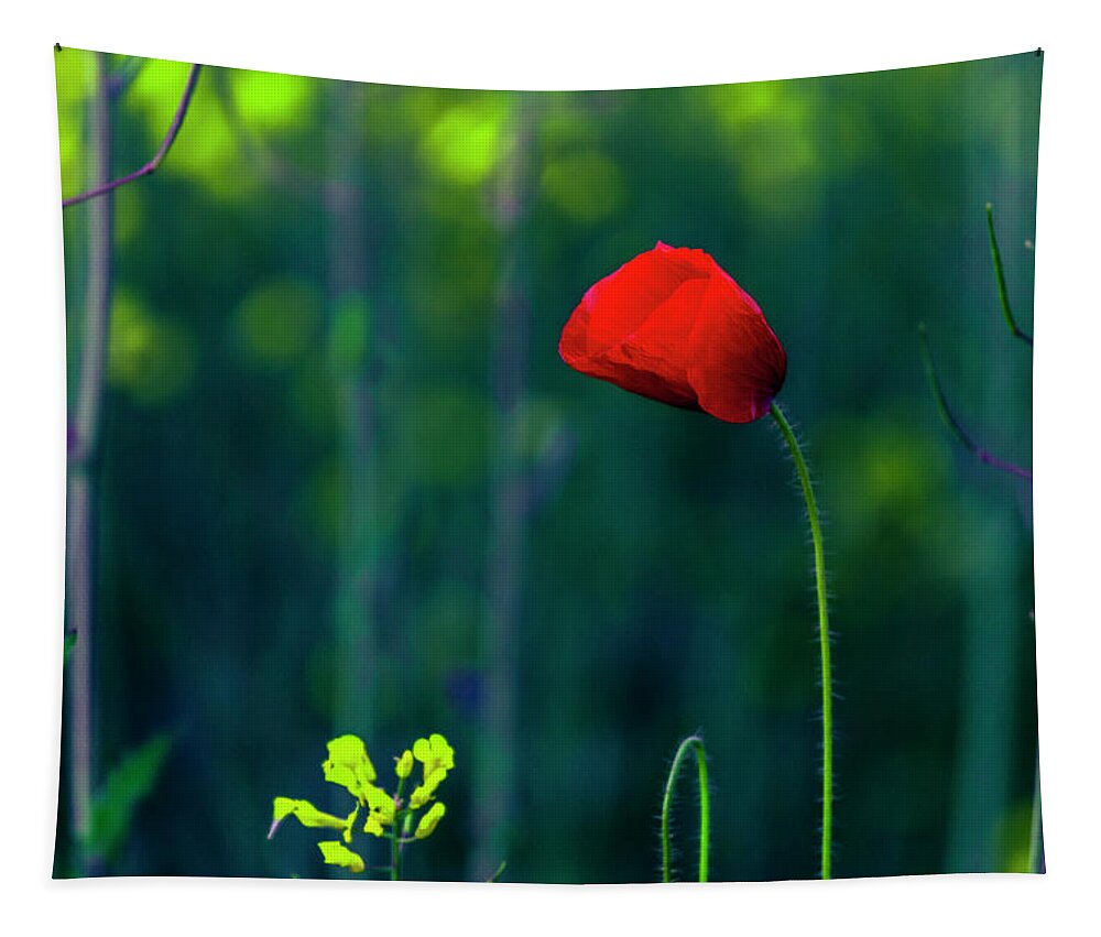 Bulgaria Tapestry featuring the photograph Poppy by Evgeni Dinev