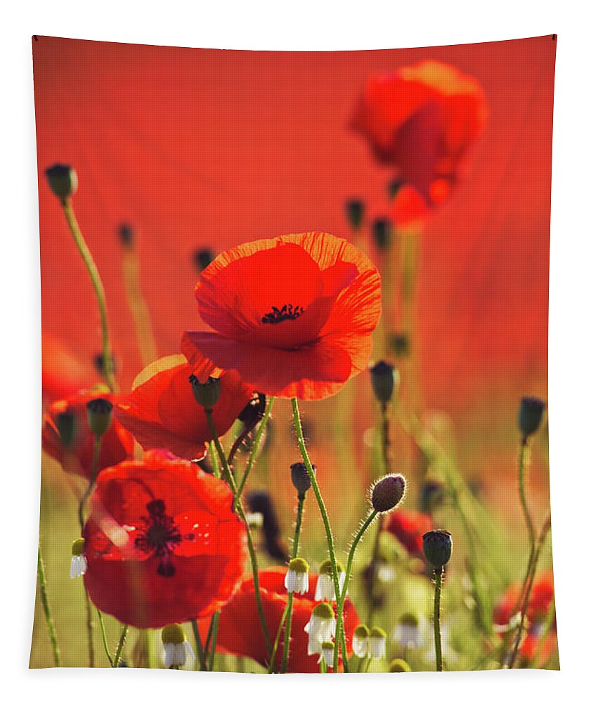 Poppies Tapestry featuring the photograph Poppy field 3 by Remigiusz MARCZAK