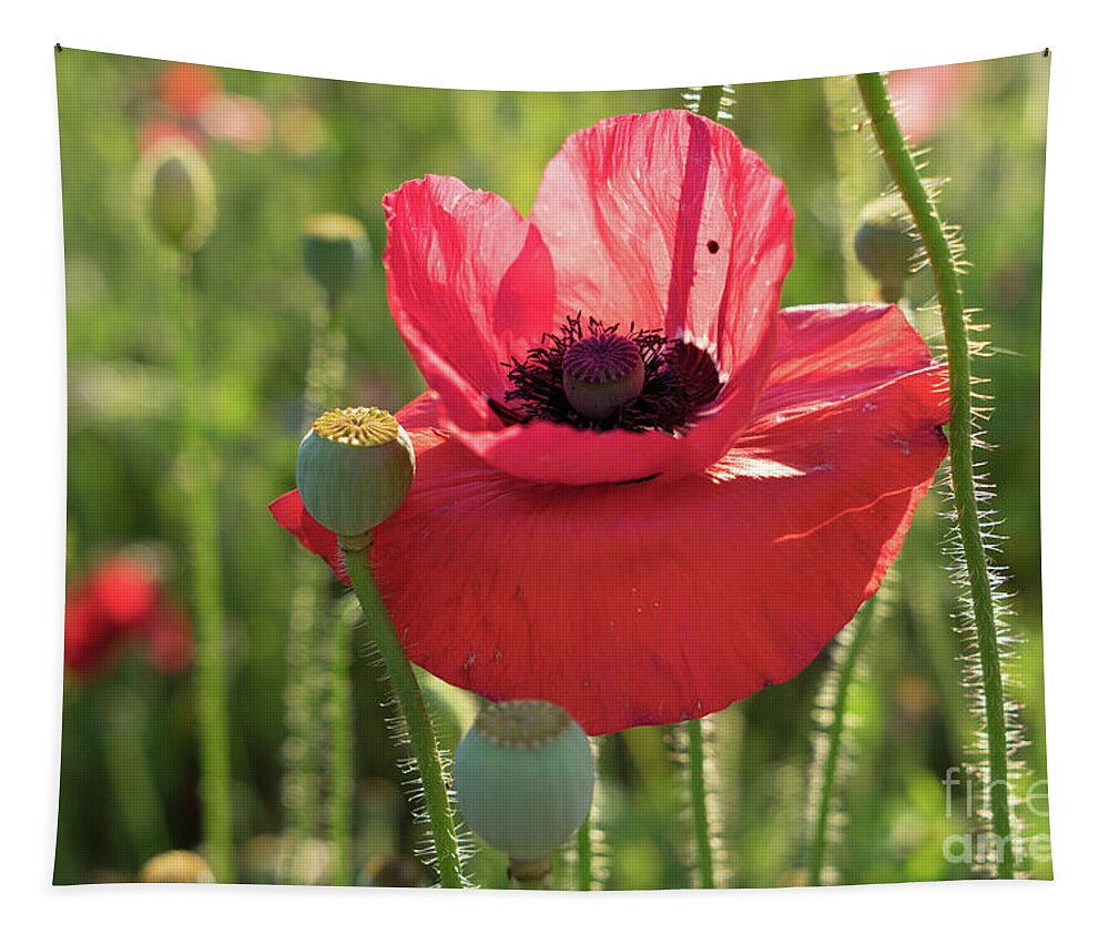Poppy Tapestry featuring the photograph Poppy blossom with beauty spot by Adriana Mueller