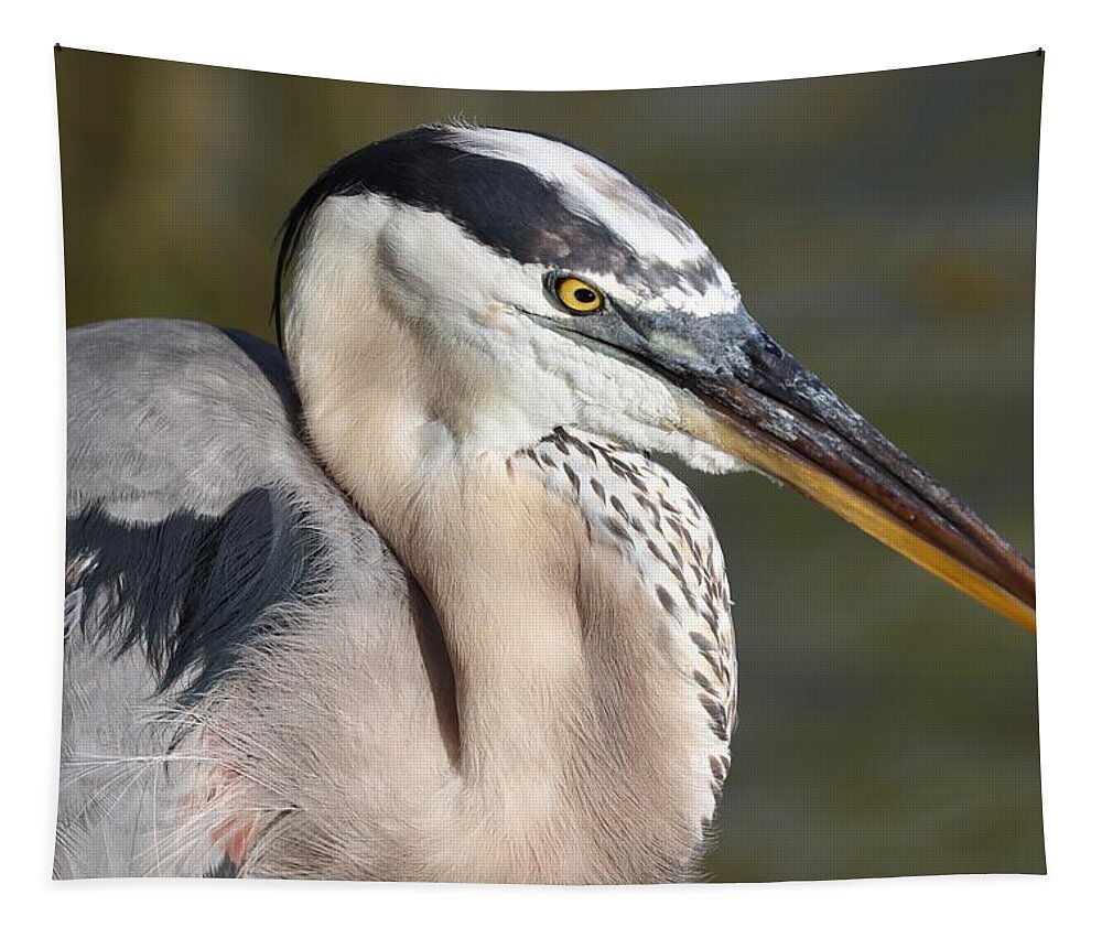 Blue Heron Tapestry featuring the photograph Portrait of a Great Blue Heron by Mingming Jiang